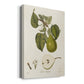 Vintage Pears VI Premium Gallery Wrapped Canvas - Ready to Hang