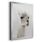 Soft Llama - Modern Framed Canvas Print