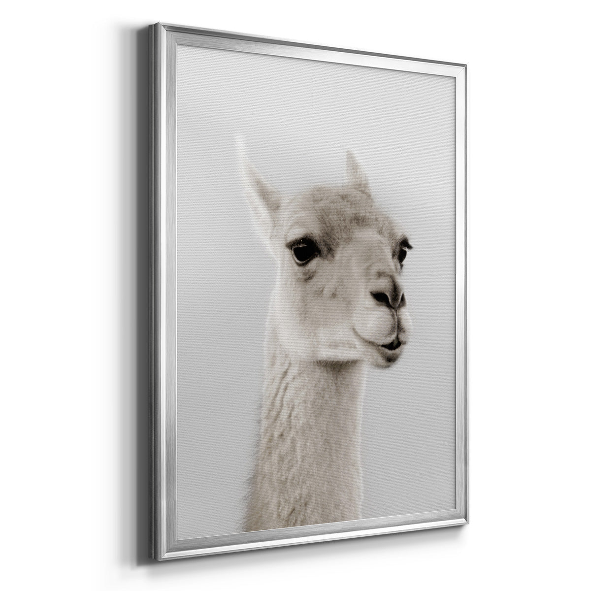 Soft Llama - Modern Framed Canvas Print