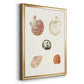 Pastel Knorr Shells VIII - Modern Framed Canvas Print