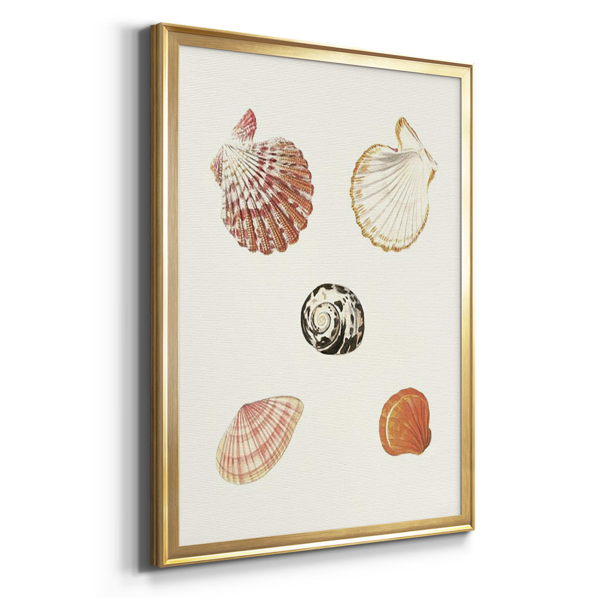 Pastel Knorr Shells VIII - Modern Framed Canvas Print