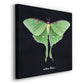 Luna Moth II - Canvas Art Print