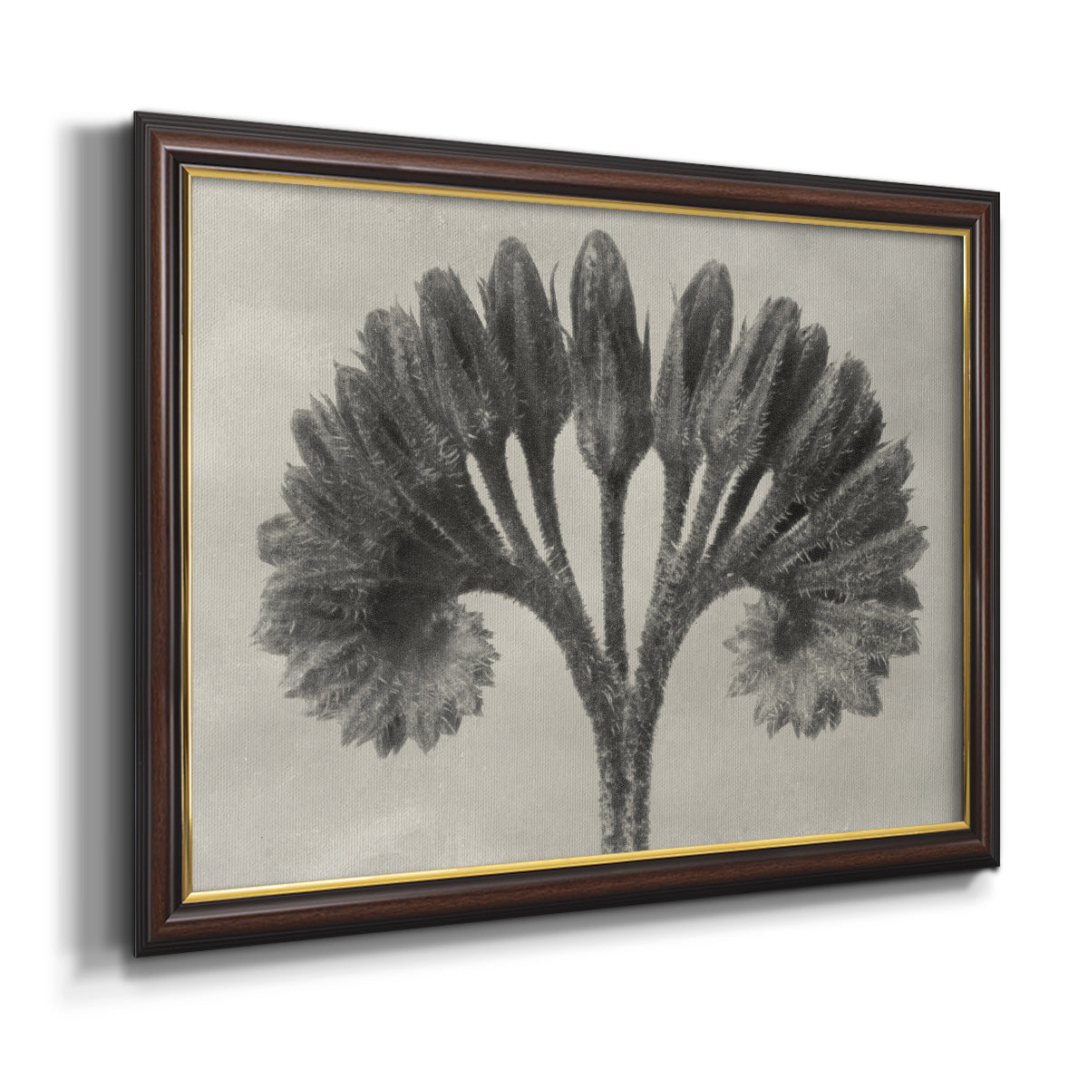 Vintage botanical plant study photograph by Karl Blossfeldt printed on canvas in an ornate mahogany wood frame with gold liner.