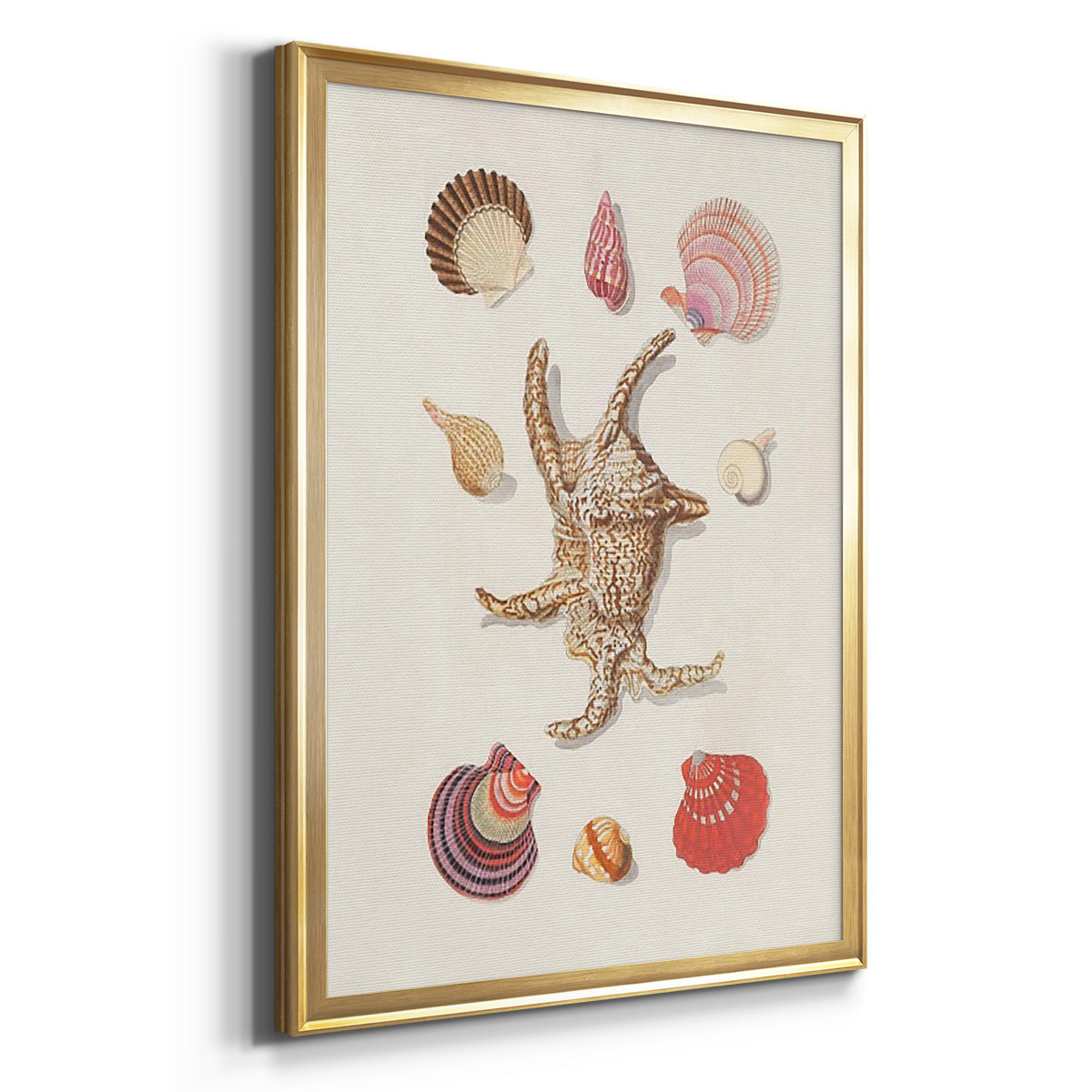 Knorr Shells & Coral II - Modern Framed Canvas Print