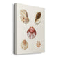 Pastel Knorr Shells V - Canvas Art Print