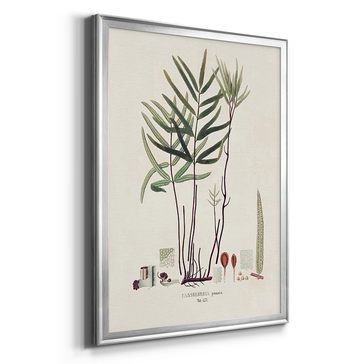 Botanical Society Ferns XI - Modern Framed Canvas Print