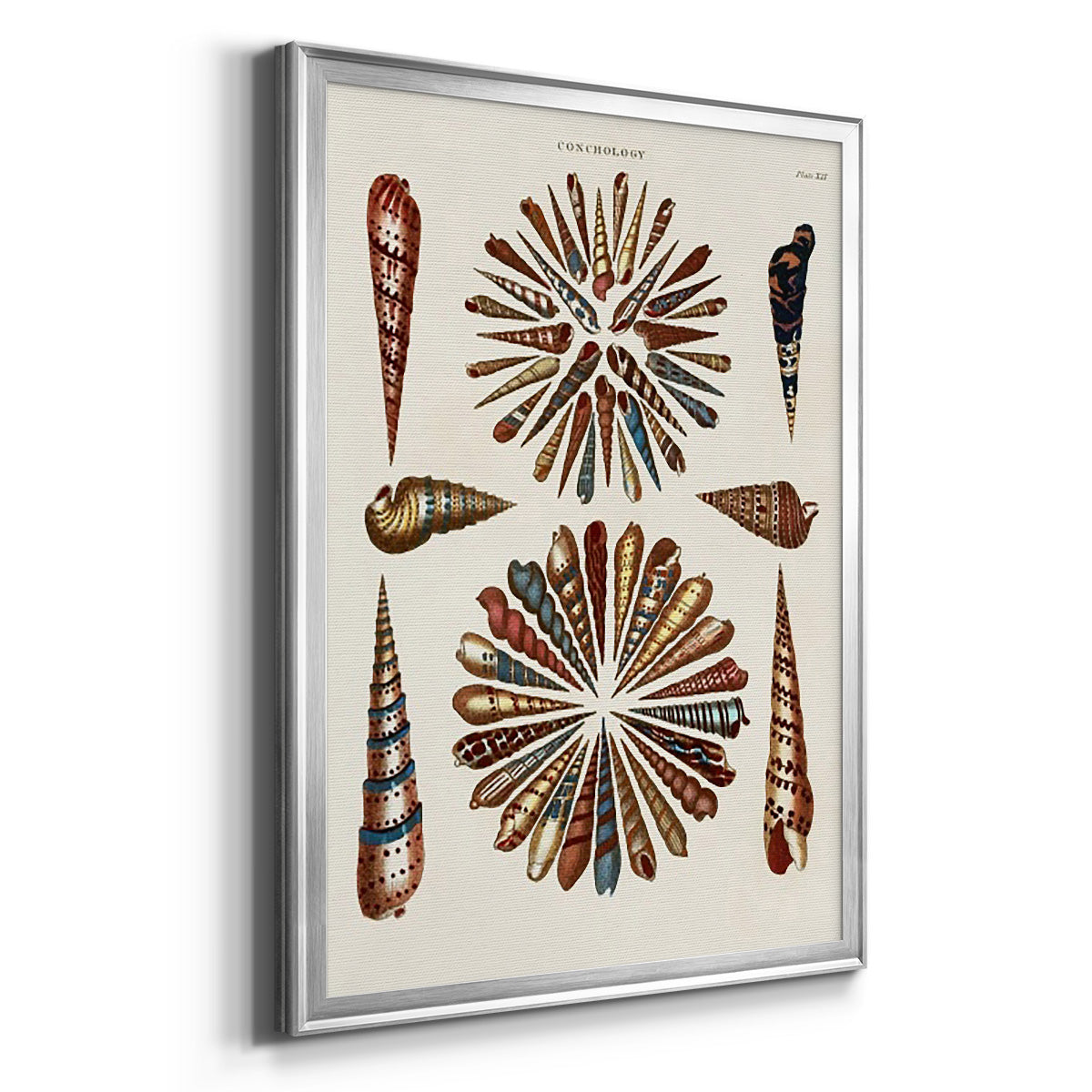 Spiral Shell Formation III - Modern Framed Canvas Print