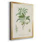 Antique Almond Botanical II - Modern Framed Canvas Print