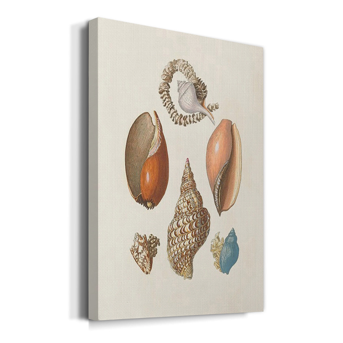 Knorr Shells & Coral I Premium Gallery Wrapped Canvas - Ready to Hang