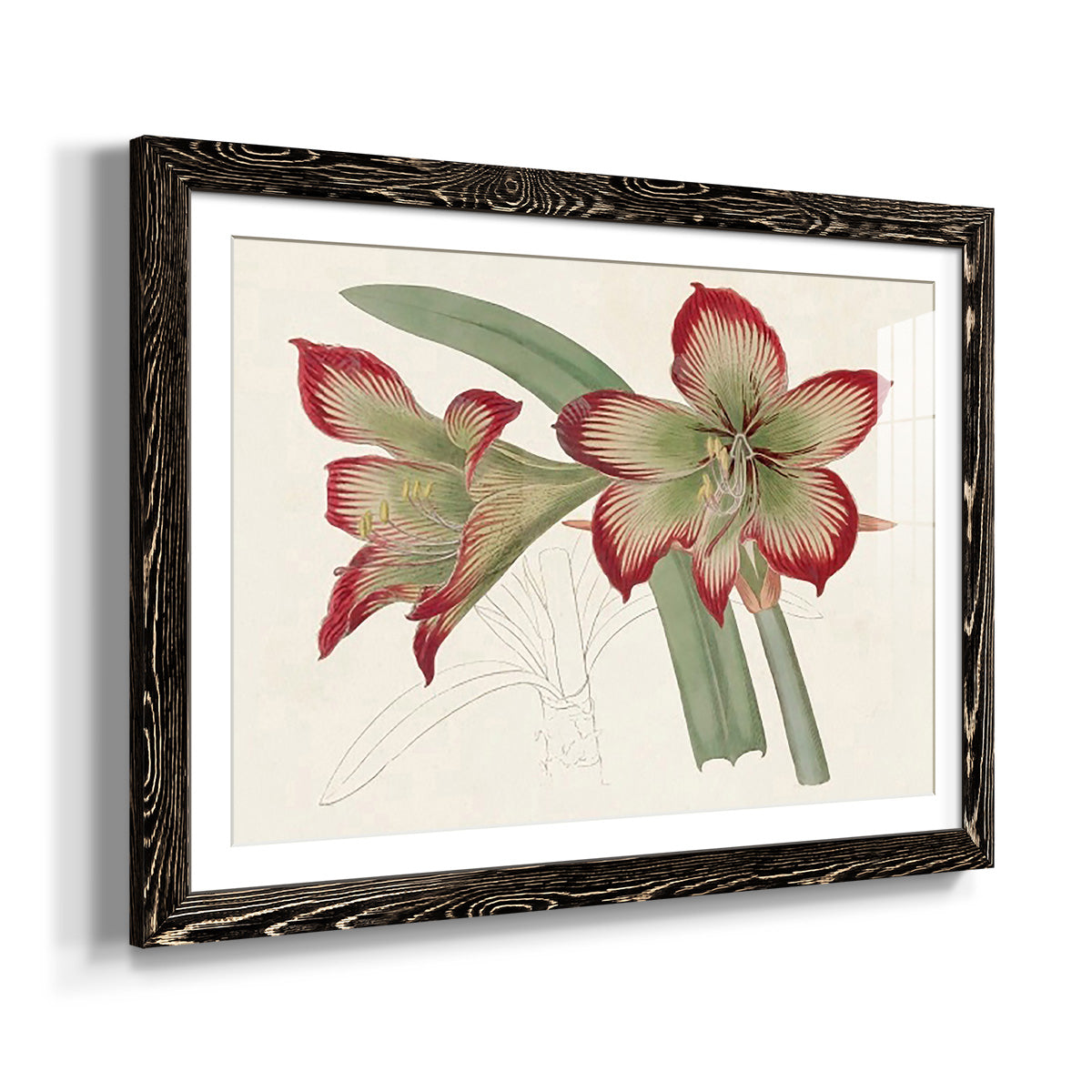 Amaryllis Varietals IV-Premium Framed Print - Ready to Hang