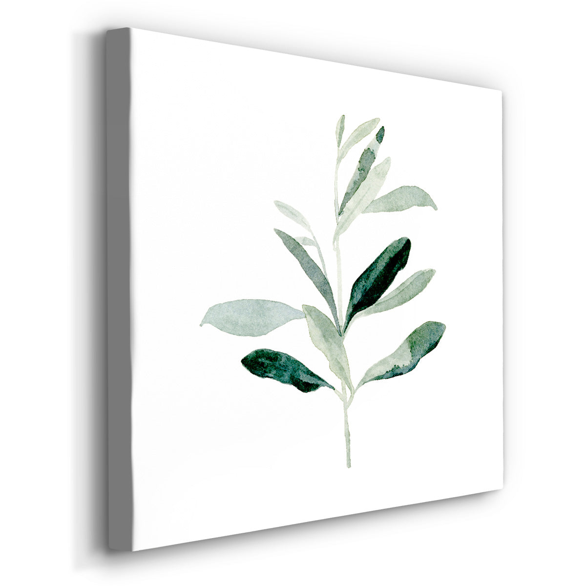 Summer Olive Branch II - Canvas Art Print