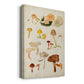 Mushroom Species XII - Canvas Art Print
