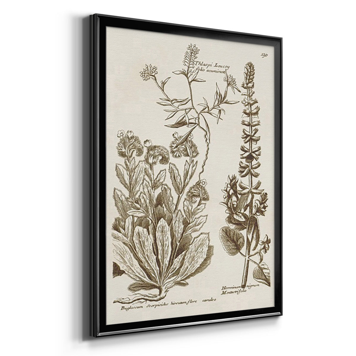 Sepia Botanical Journal IV - Modern Framed Canvas Print