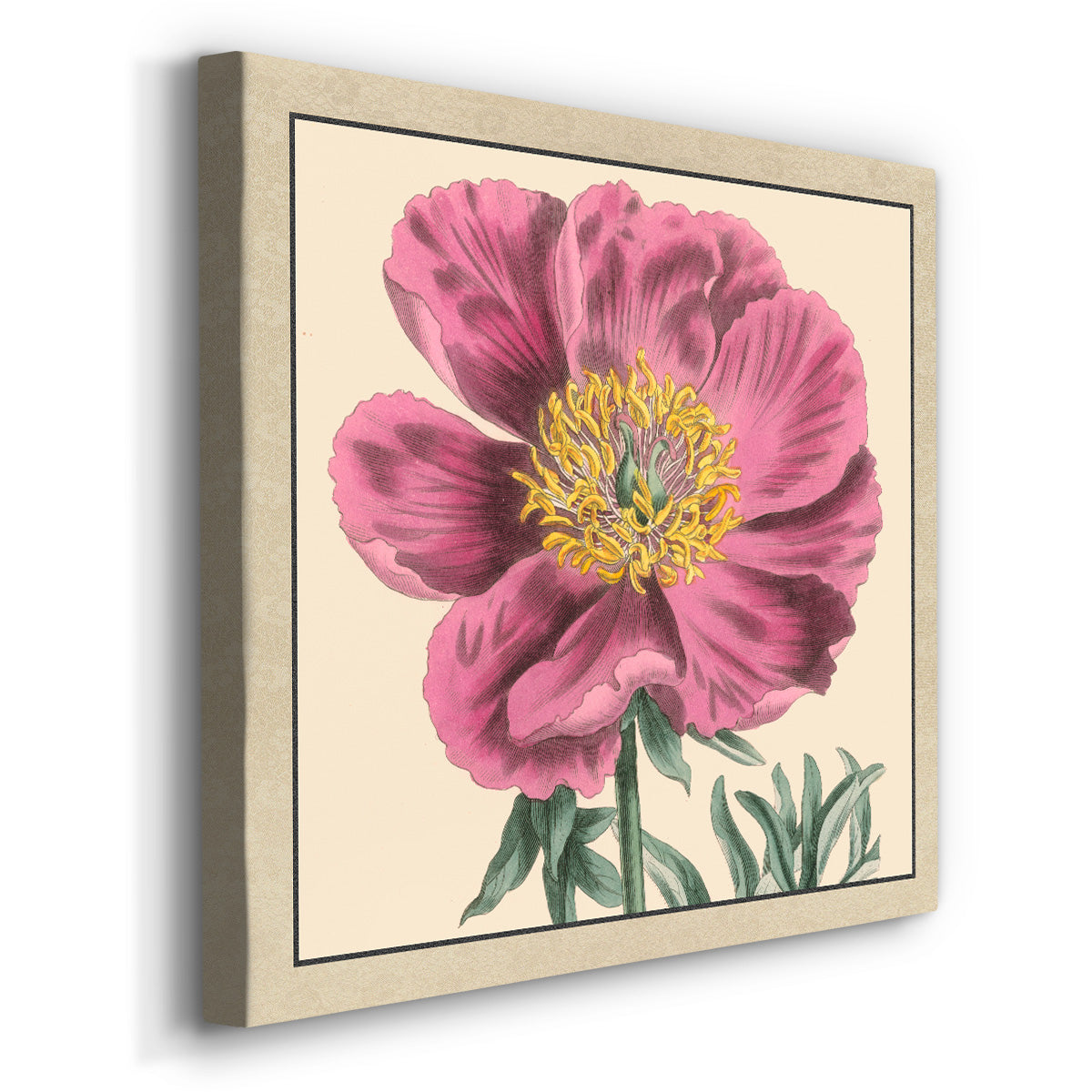 Peony Collection III - Canvas Art Print