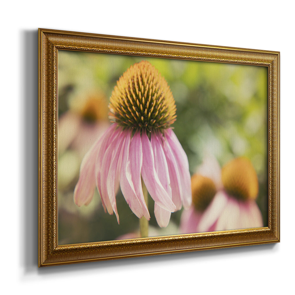 Echinacea Study II Premium Framed Canvas- Ready to Hang