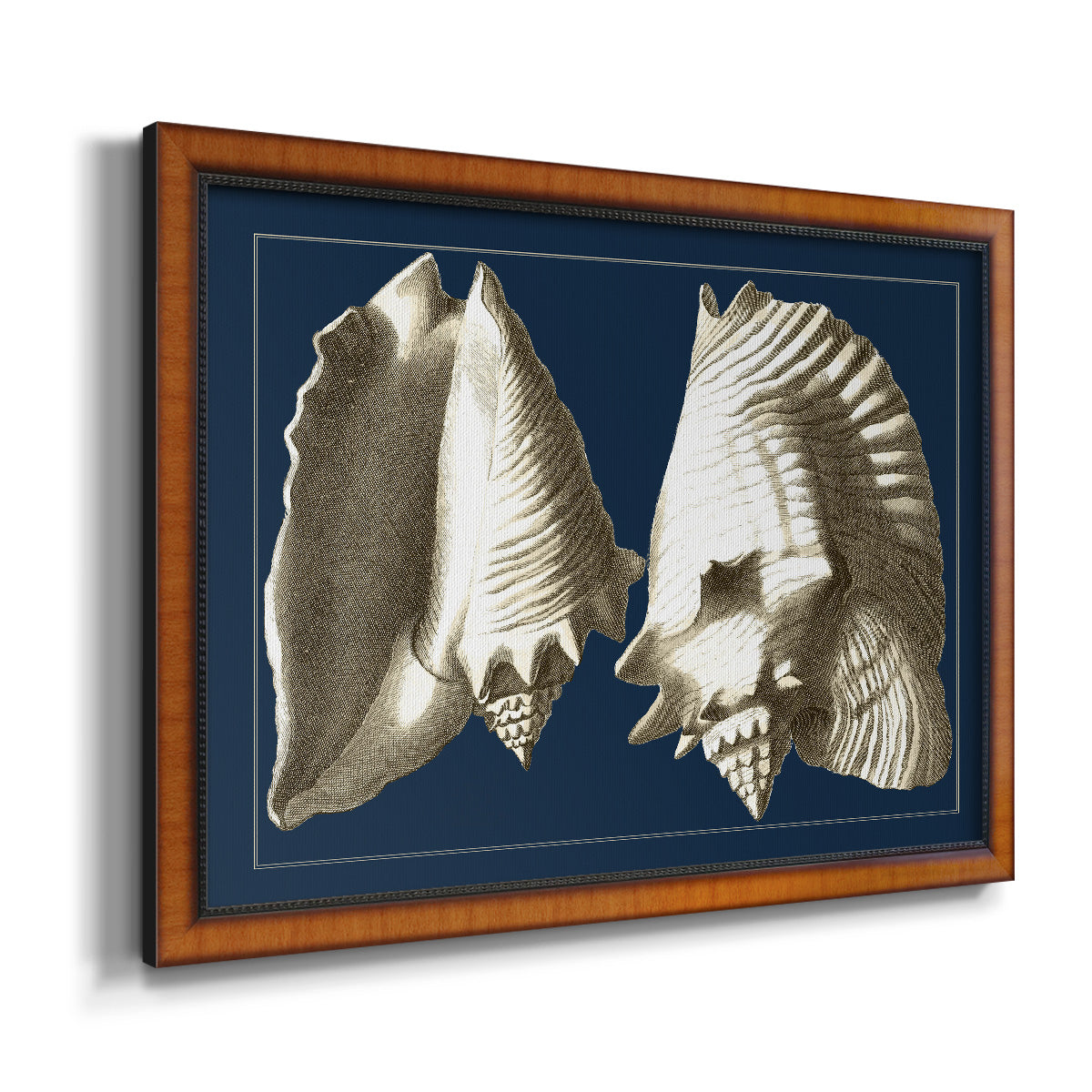 Conch Shells on Navy I Premium Framed Canvas- Ready to Hang