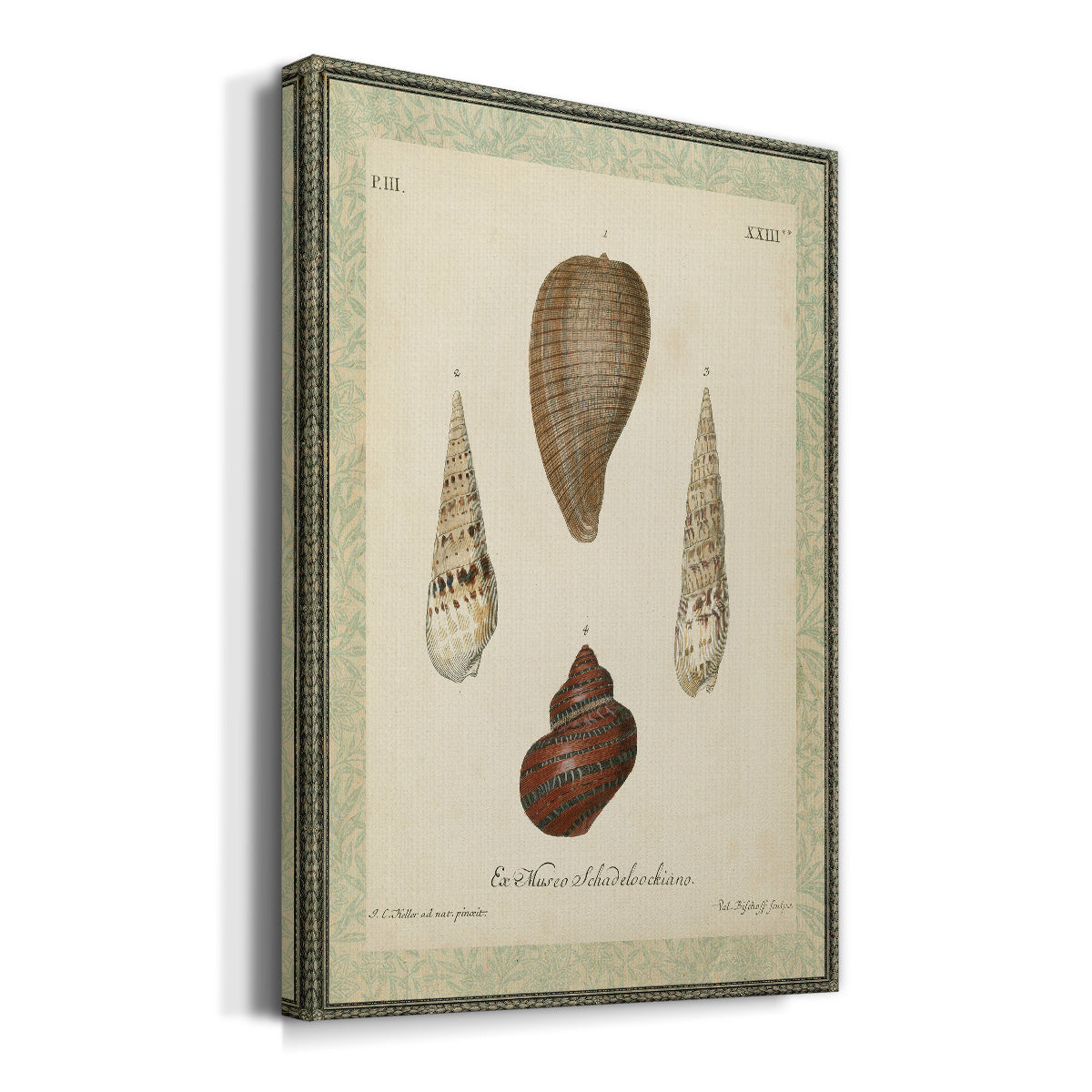 Bookplate Shells V Premium Gallery Wrapped Canvas - Ready to Hang