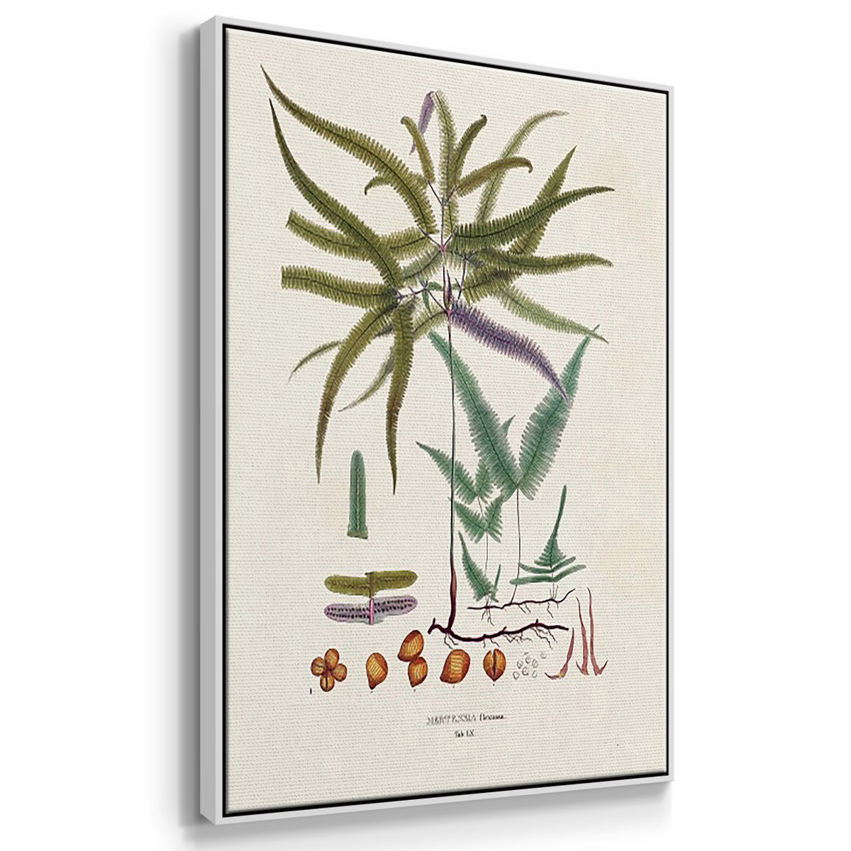 Botanical Society Ferns VI - Framed Premium Gallery Wrapped Canvas L Frame 3 Piece Set - Ready to Hang