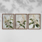 Floral Study Series LXXXVII - Restickable Framed Art Set