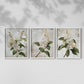 Floral Study Series LXXXVII - Restickable Framed Art Set