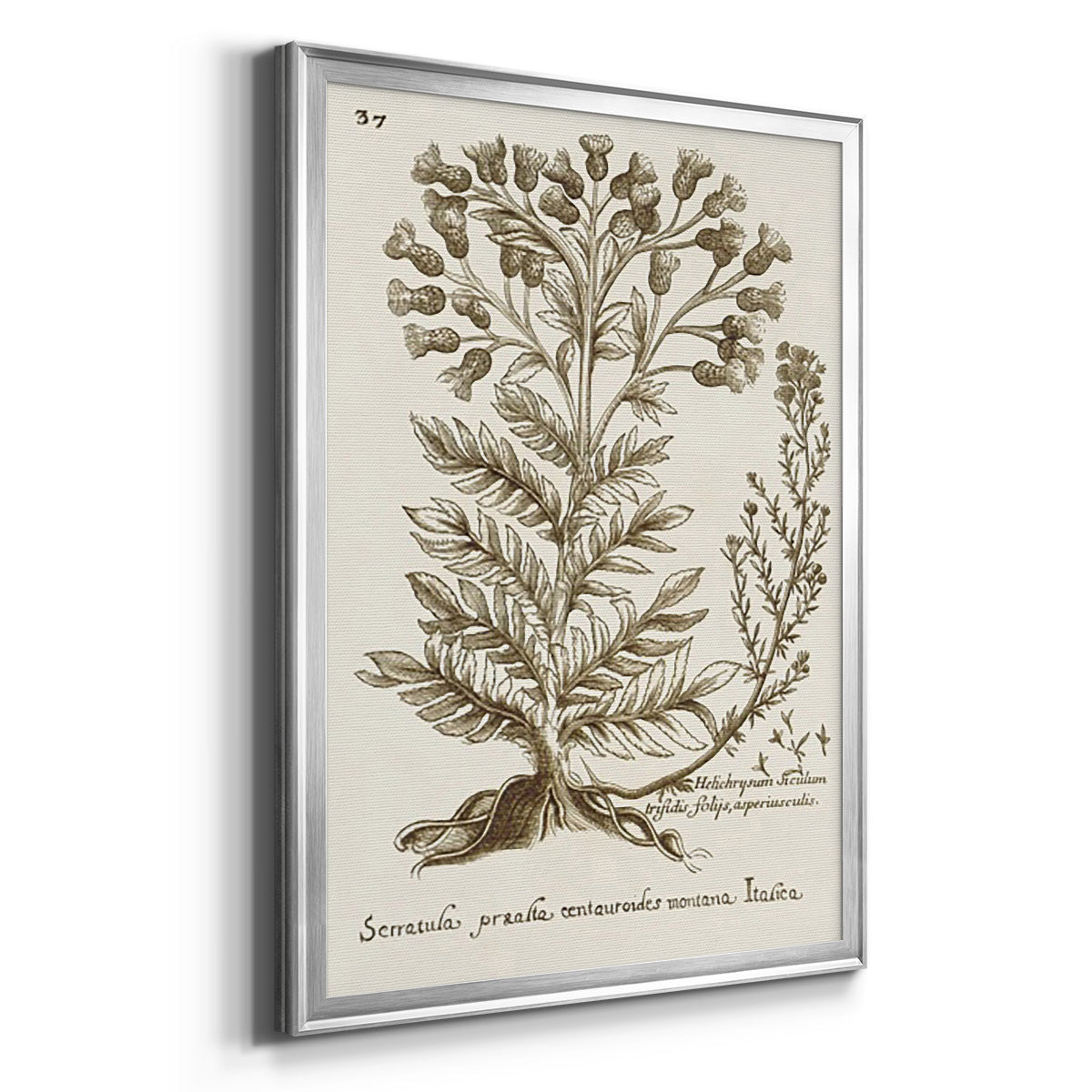 Sepia Botanical Journal I - Modern Framed Canvas Print