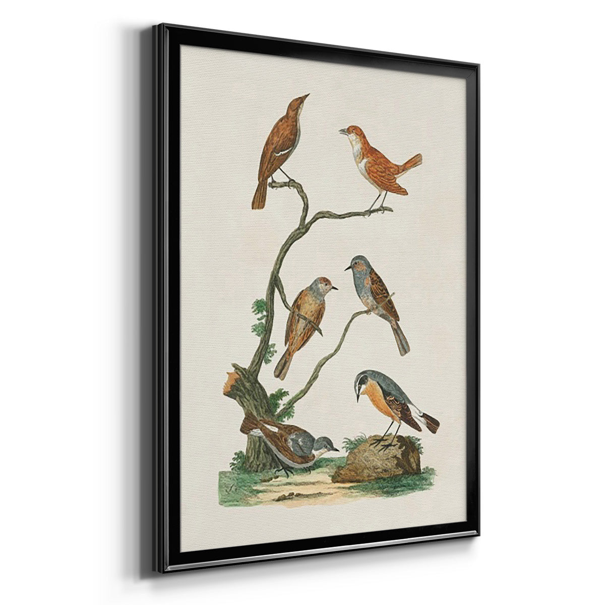 Antique Birds in Nature IV - Modern Framed Canvas Print