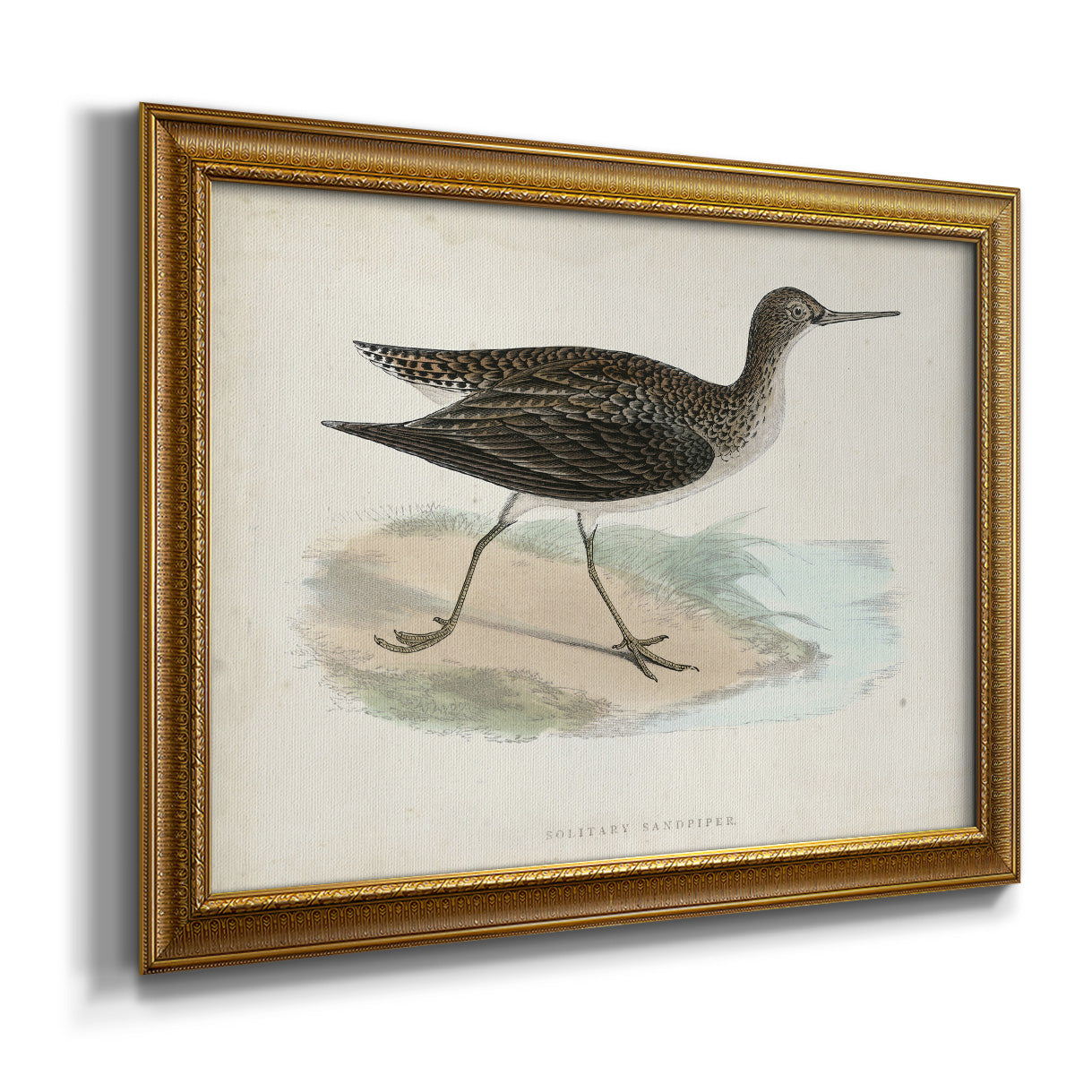 Morris Sandpipers VII Premium Framed Canvas- Ready to Hang