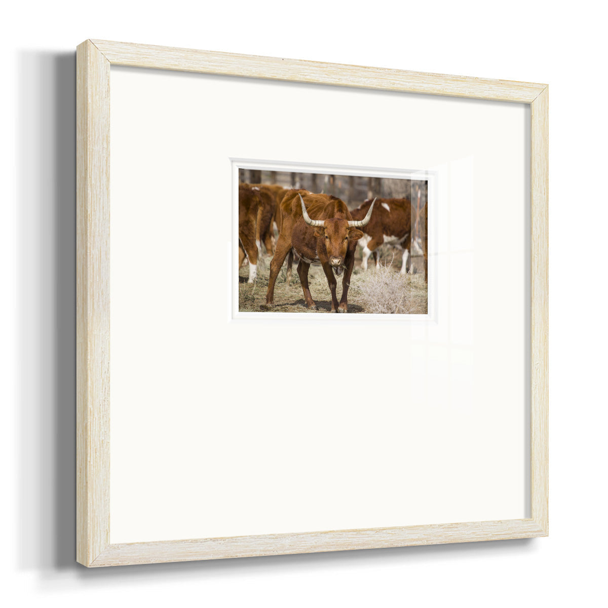Longhorns - Double Matboard Framed Print