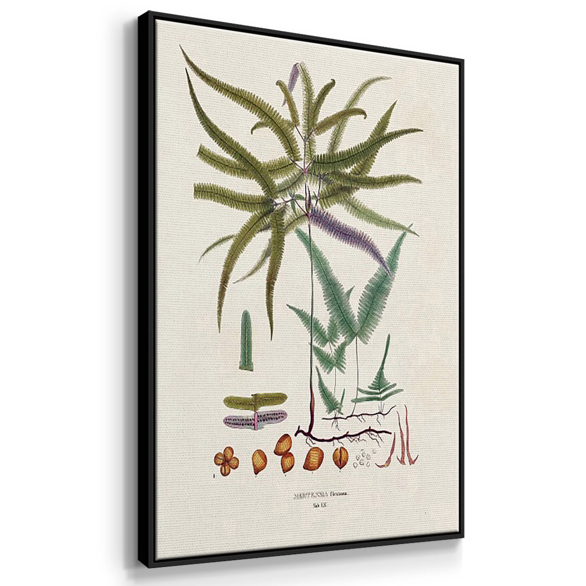 Botanical Society Ferns VI - Framed Premium Gallery Wrapped Canvas L Frame 3 Piece Set - Ready to Hang