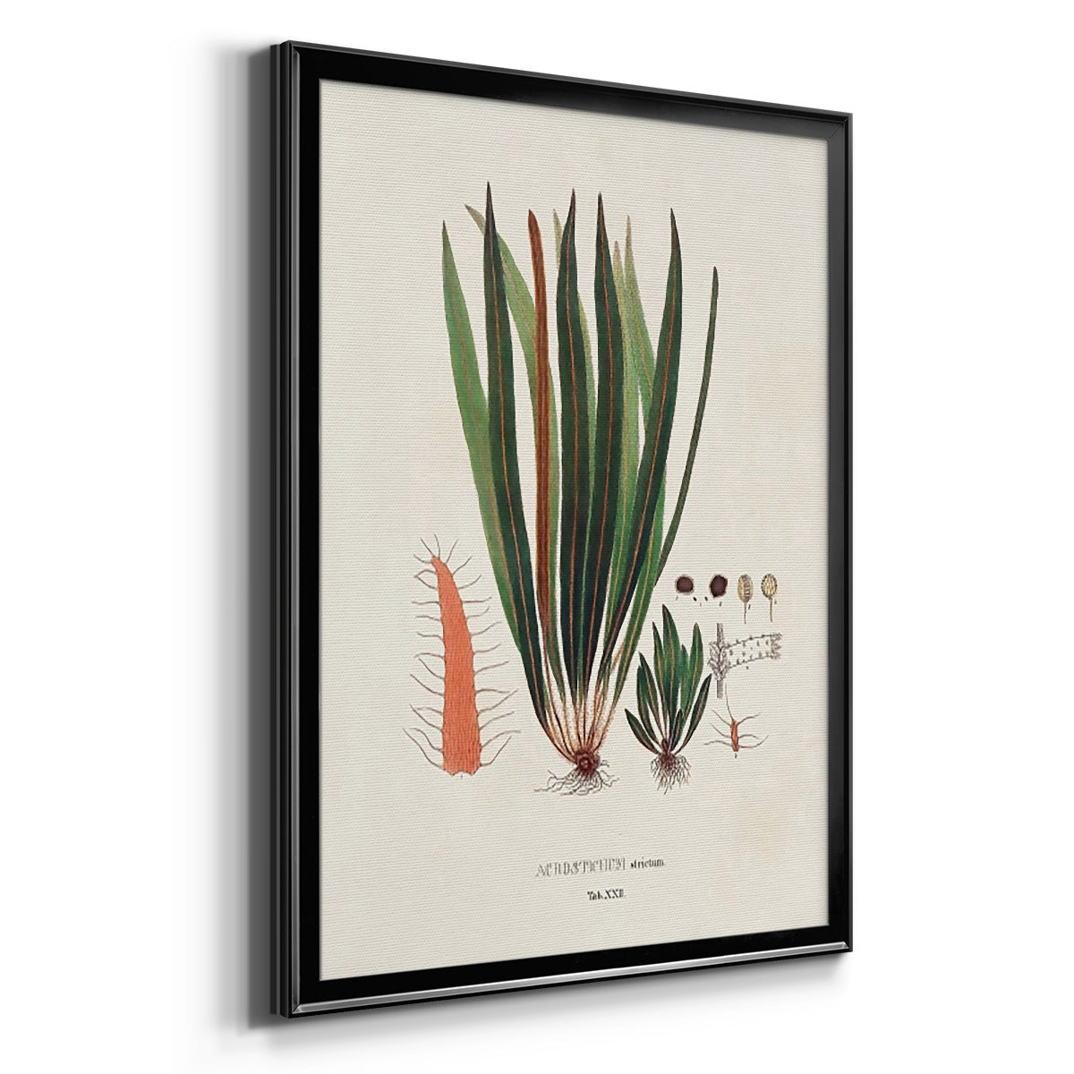 Botanical Society Ferns V - Modern Framed Canvas Print