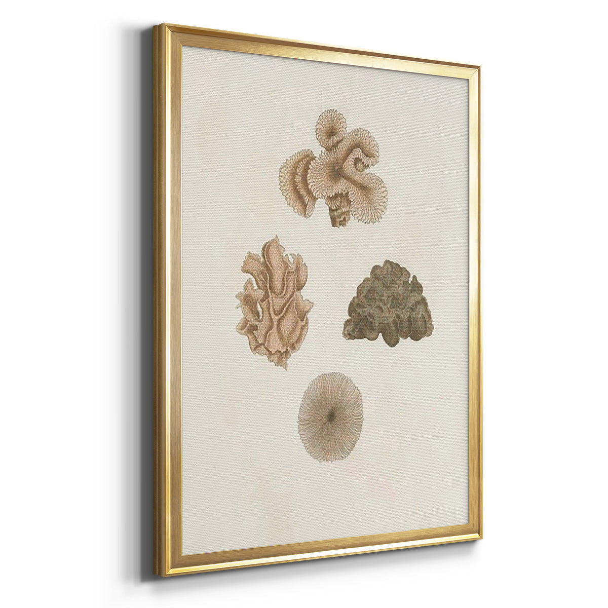 Knorr Shells & Coral VIII - Modern Framed Canvas Print