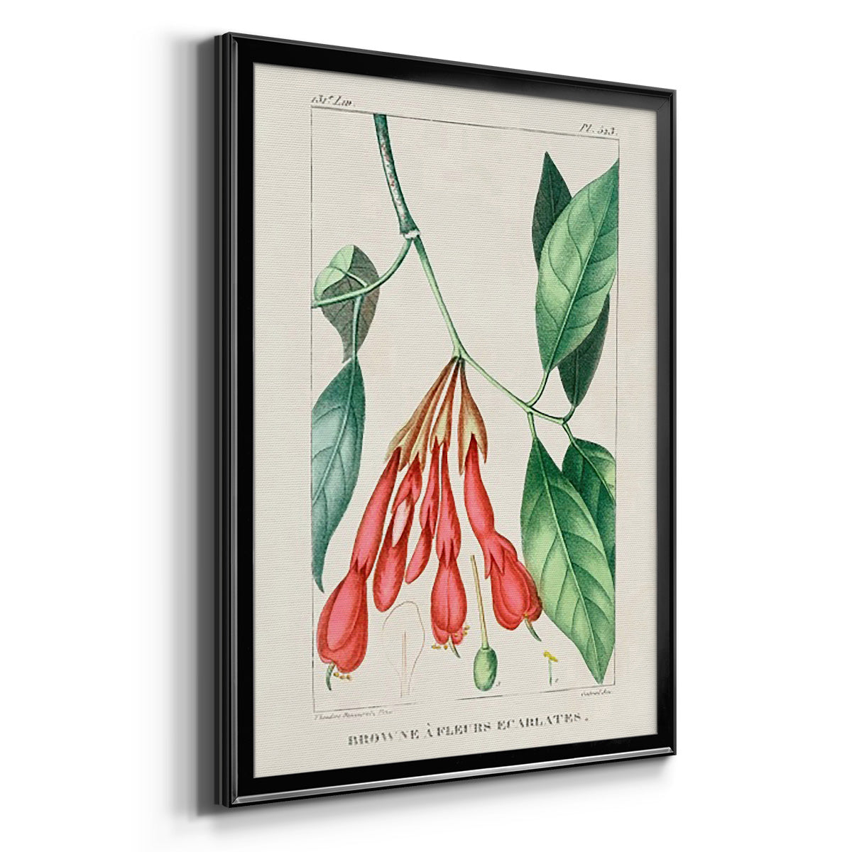 Turpin Tropical Botanicals I - Modern Framed Canvas Print