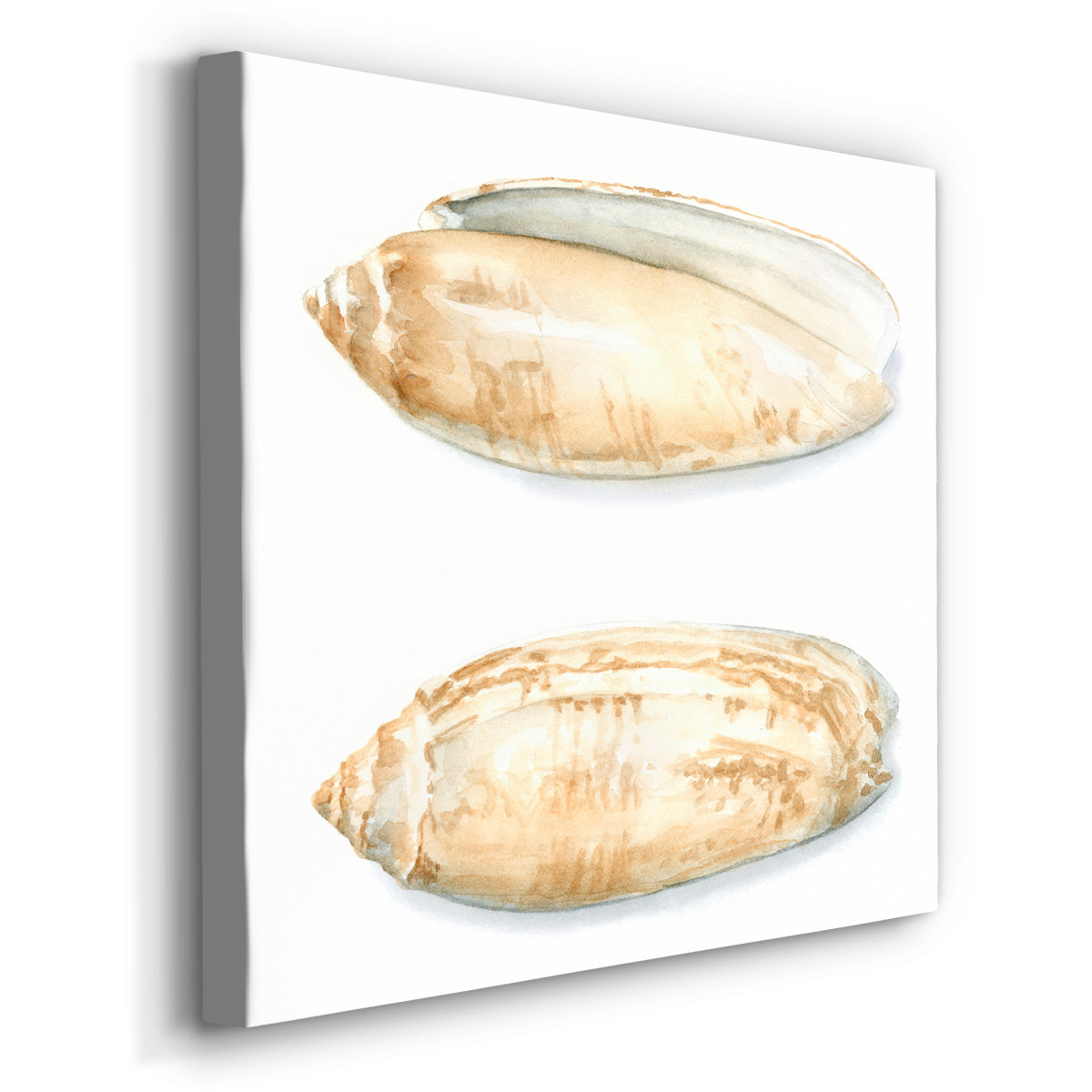 Watercolor Shells V-Premium Gallery Wrapped Canvas - Ready to Hang