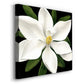 Midnight Magnolia I - Canvas Art Print