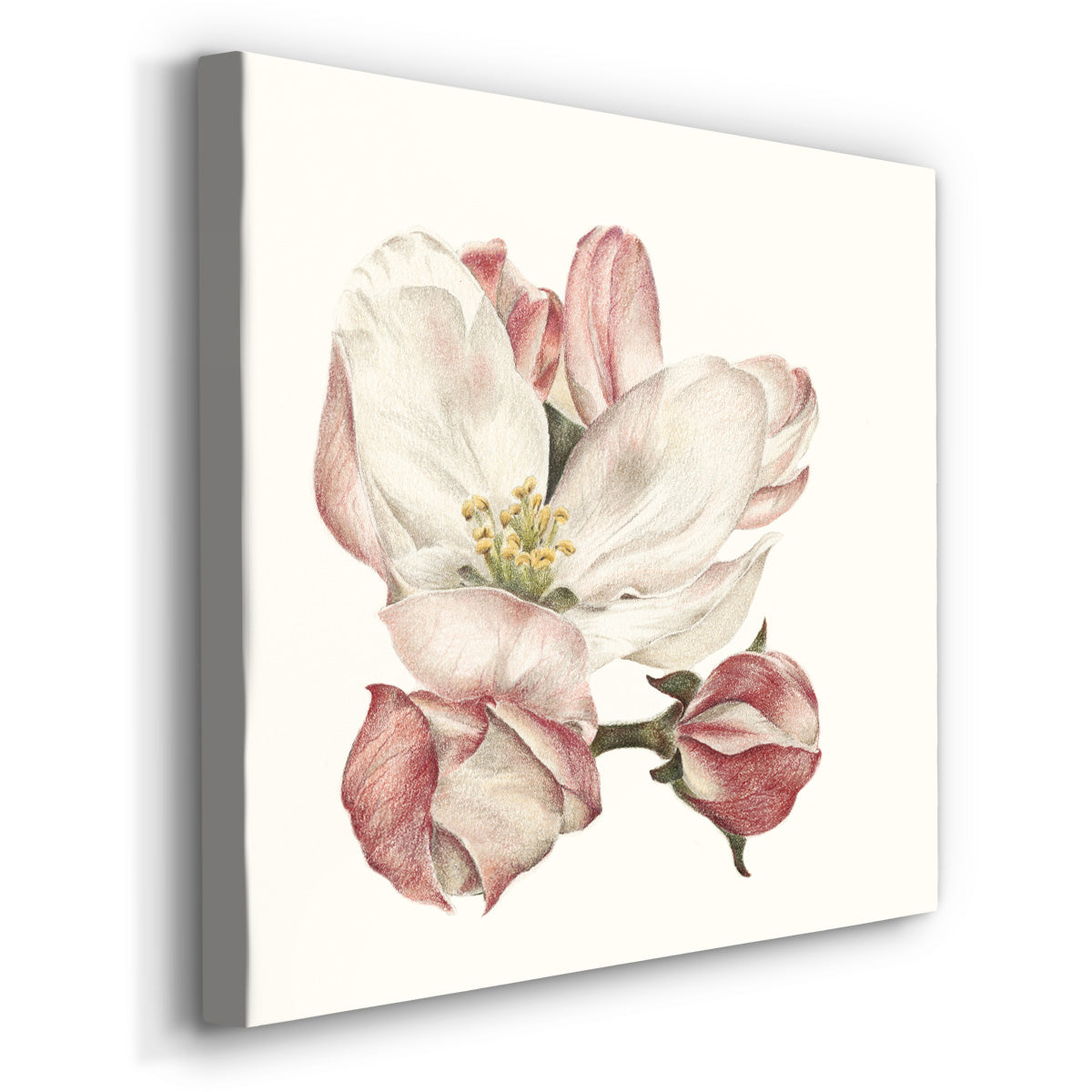 Enlightenment Blossom III - Canvas Art Print