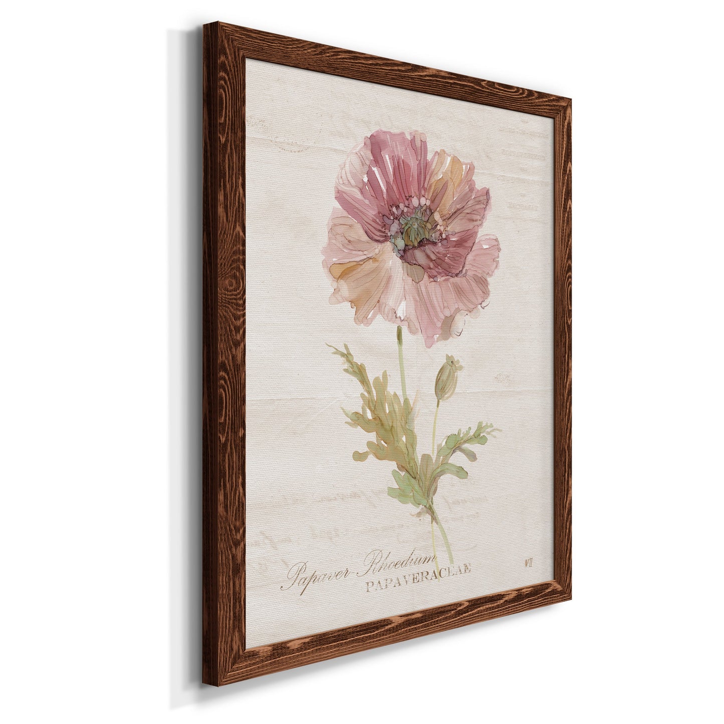 Soft Poppy - Premium Canvas Framed in Barnwood - Ready to Hang