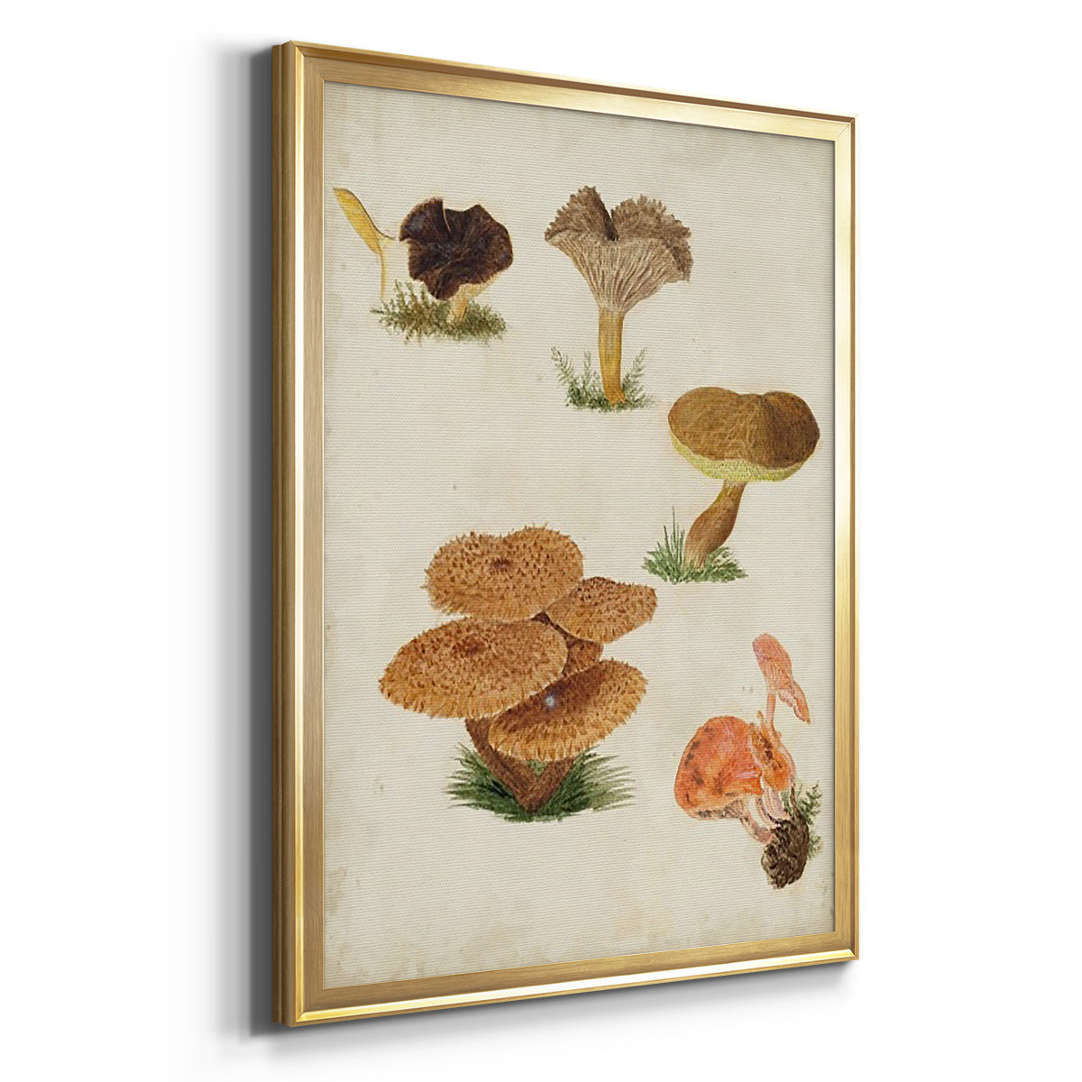 Mushroom Species V - Modern Framed Canvas Print