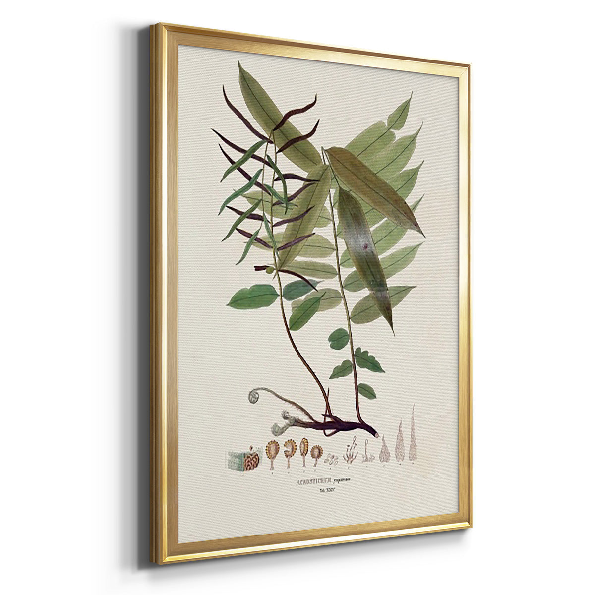 Botanical Society Ferns VI - Modern Framed Canvas Print