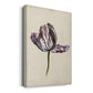 Antique Tulip Study II Premium Gallery Wrapped Canvas - Ready to Hang