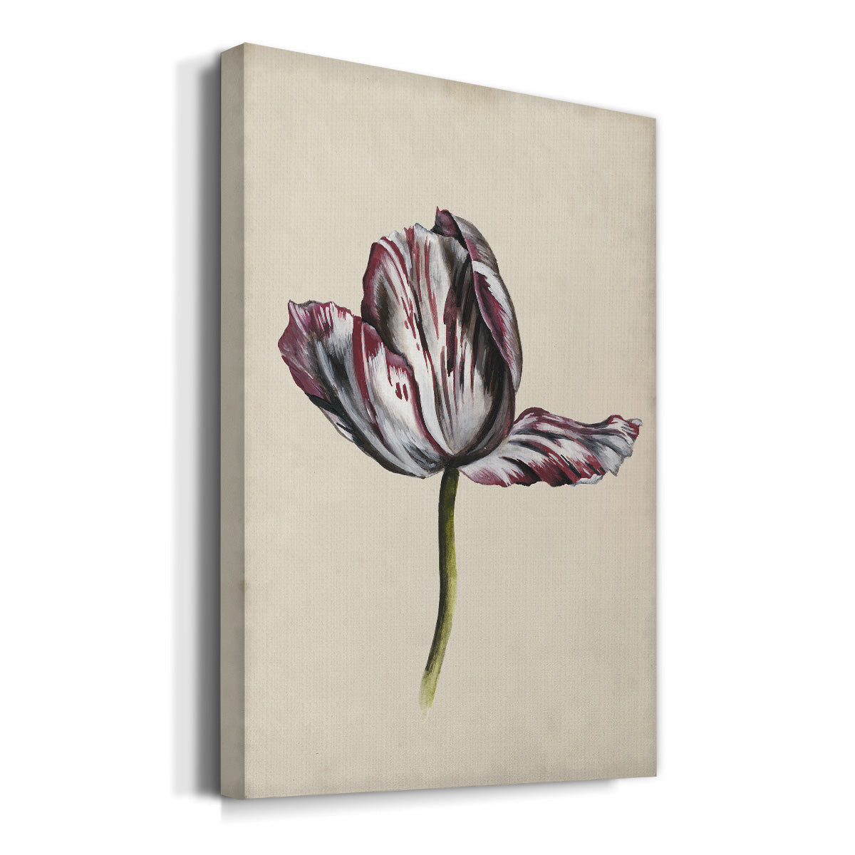 Antique Tulip Study II Premium Gallery Wrapped Canvas - Ready to Hang