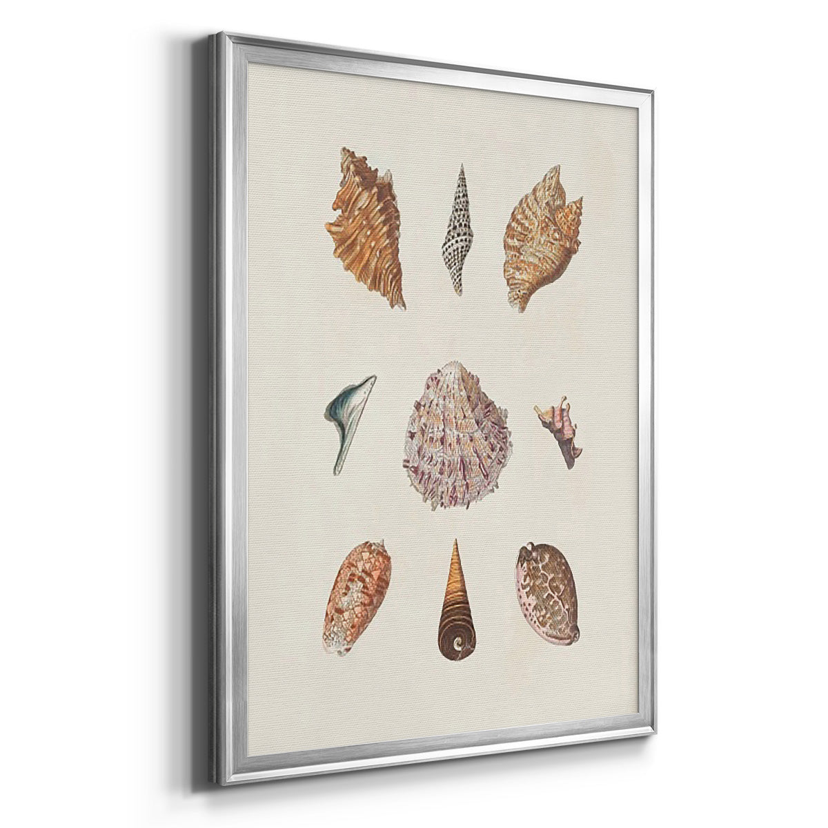 Knorr Shells & Coral VI - Modern Framed Canvas Print