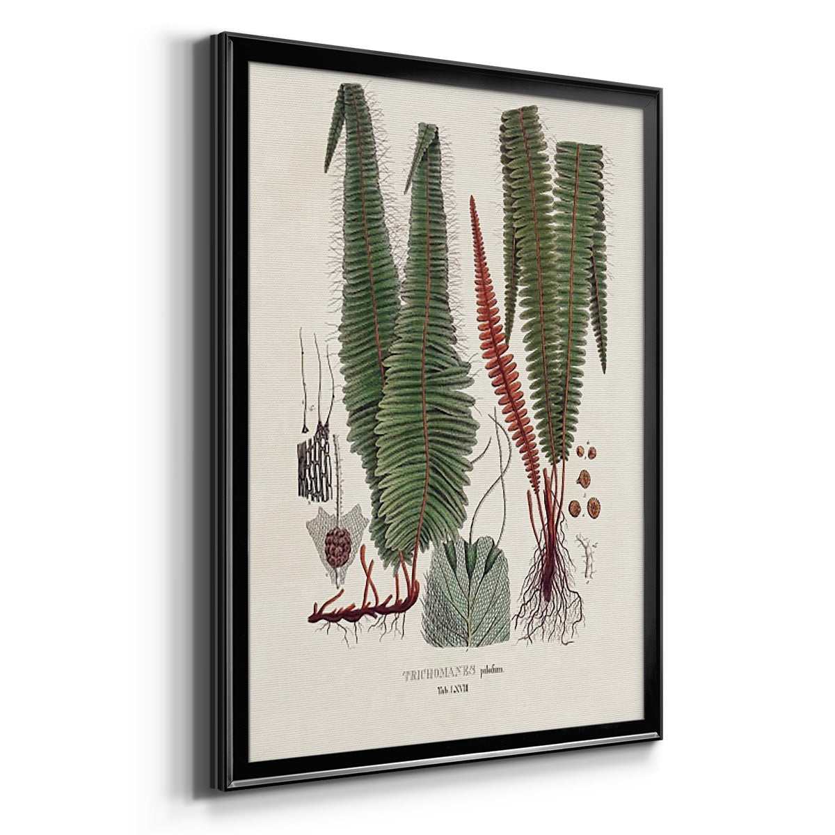 Botanical Society Ferns IV - Modern Framed Canvas Print