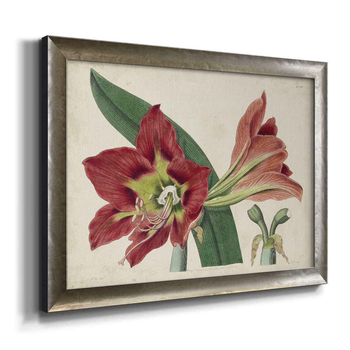 Amaryllis Splendor I Premium Framed Canvas- Ready to Hang