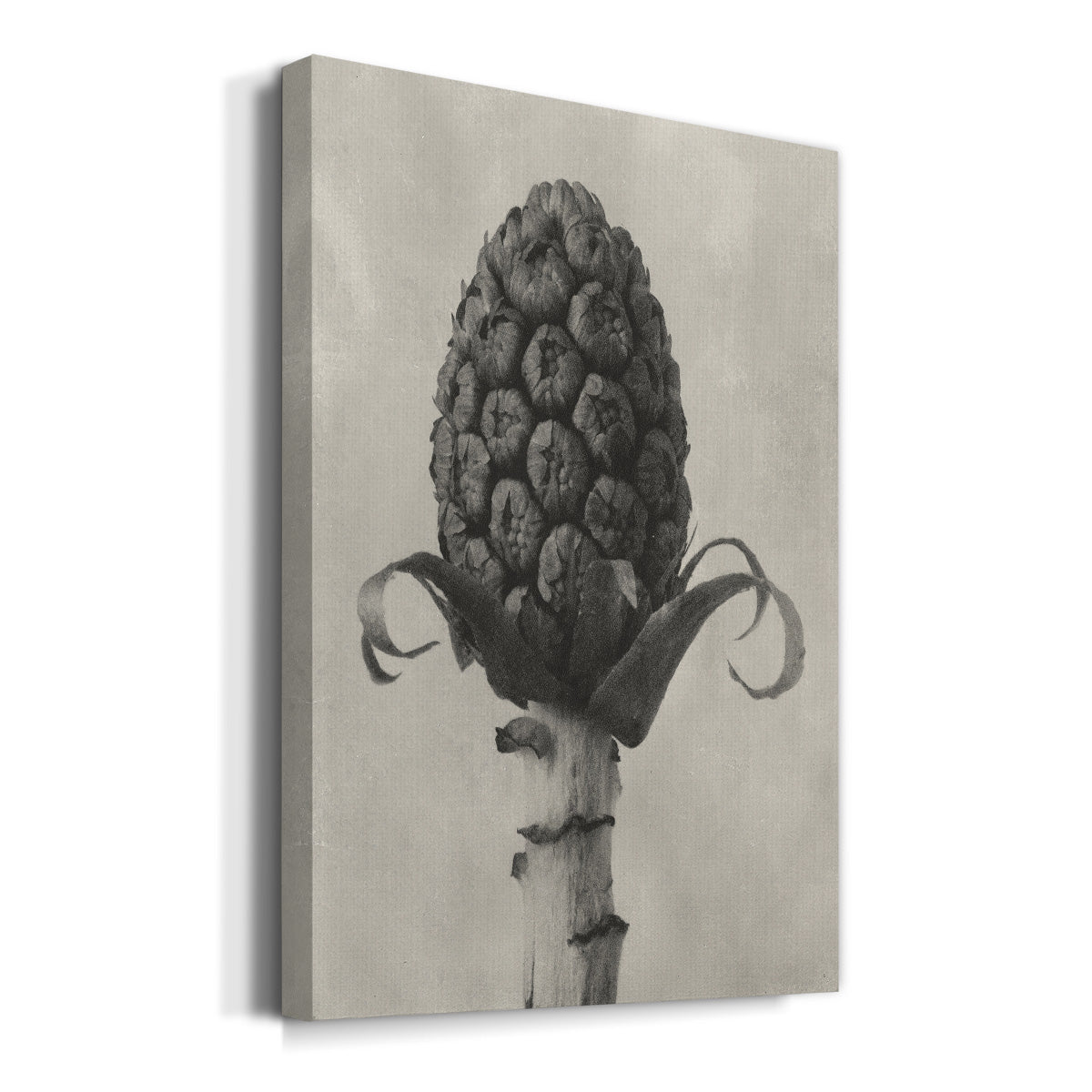 Blossfeldt Botanical IV Premium Gallery Wrapped Canvas - Ready to Hang