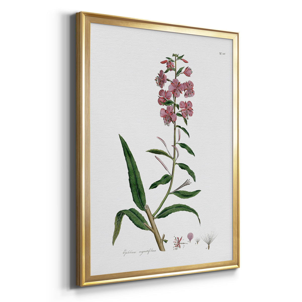 Rose Botanical I - Modern Framed Canvas Print