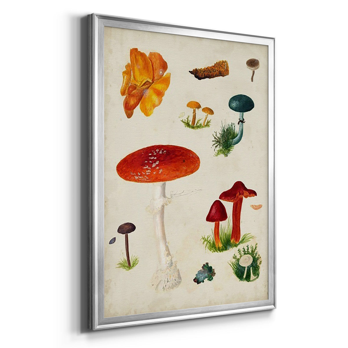 Mushroom Species VIII - Modern Framed Canvas Print