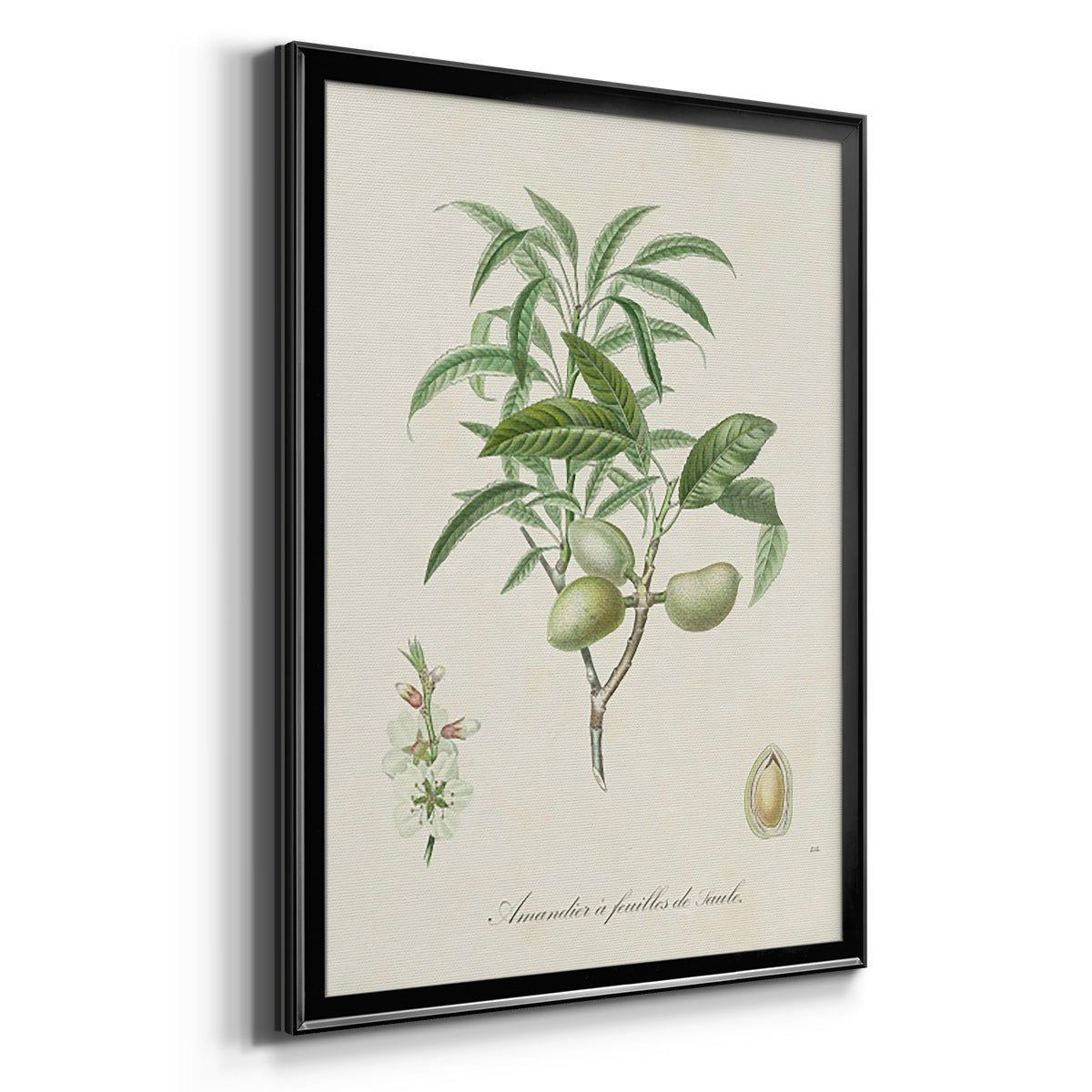 Antique Almond Botanical II - Modern Framed Canvas Print