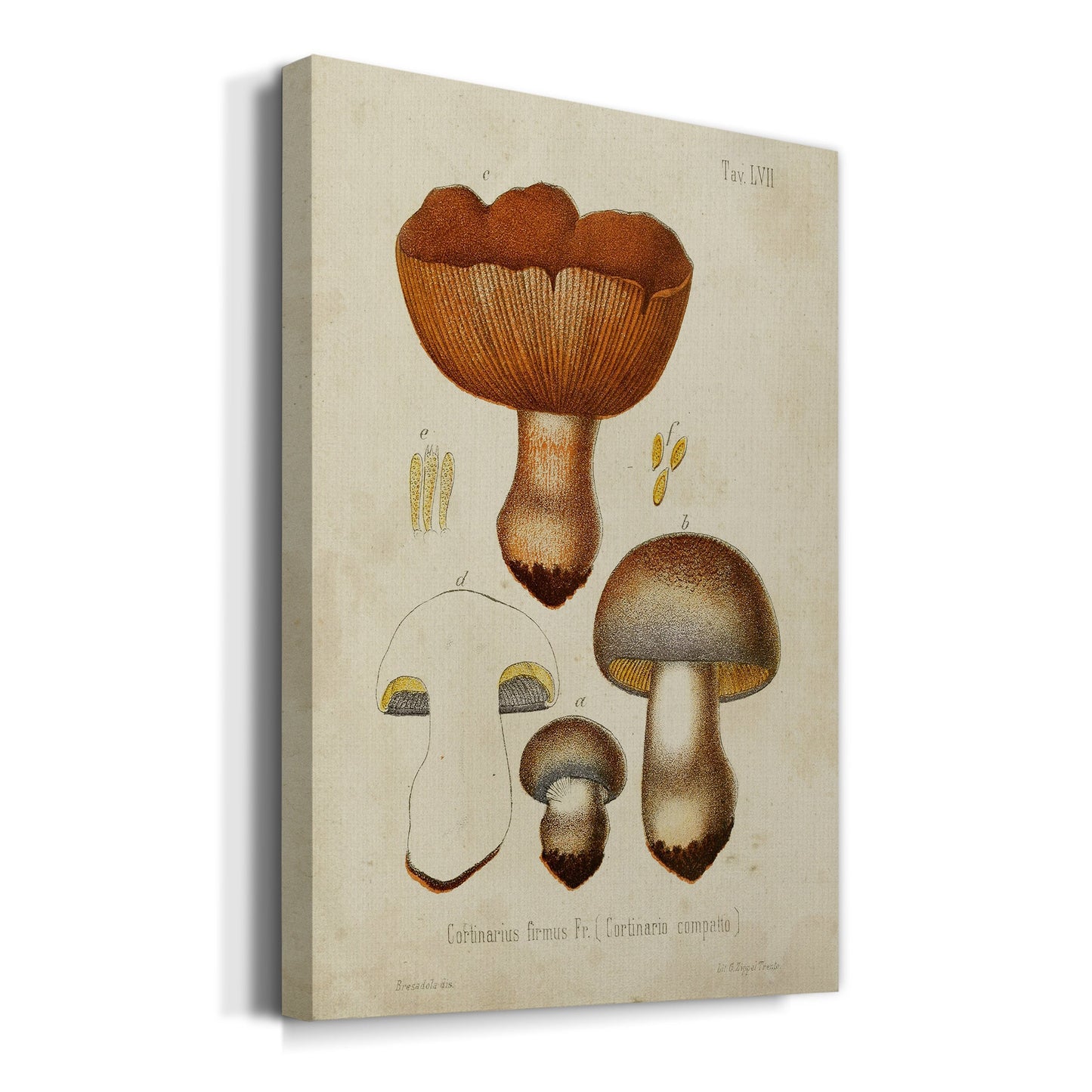 Mushroom Varieties I Premium Gallery Wrapped Canvas - Ready to Hang