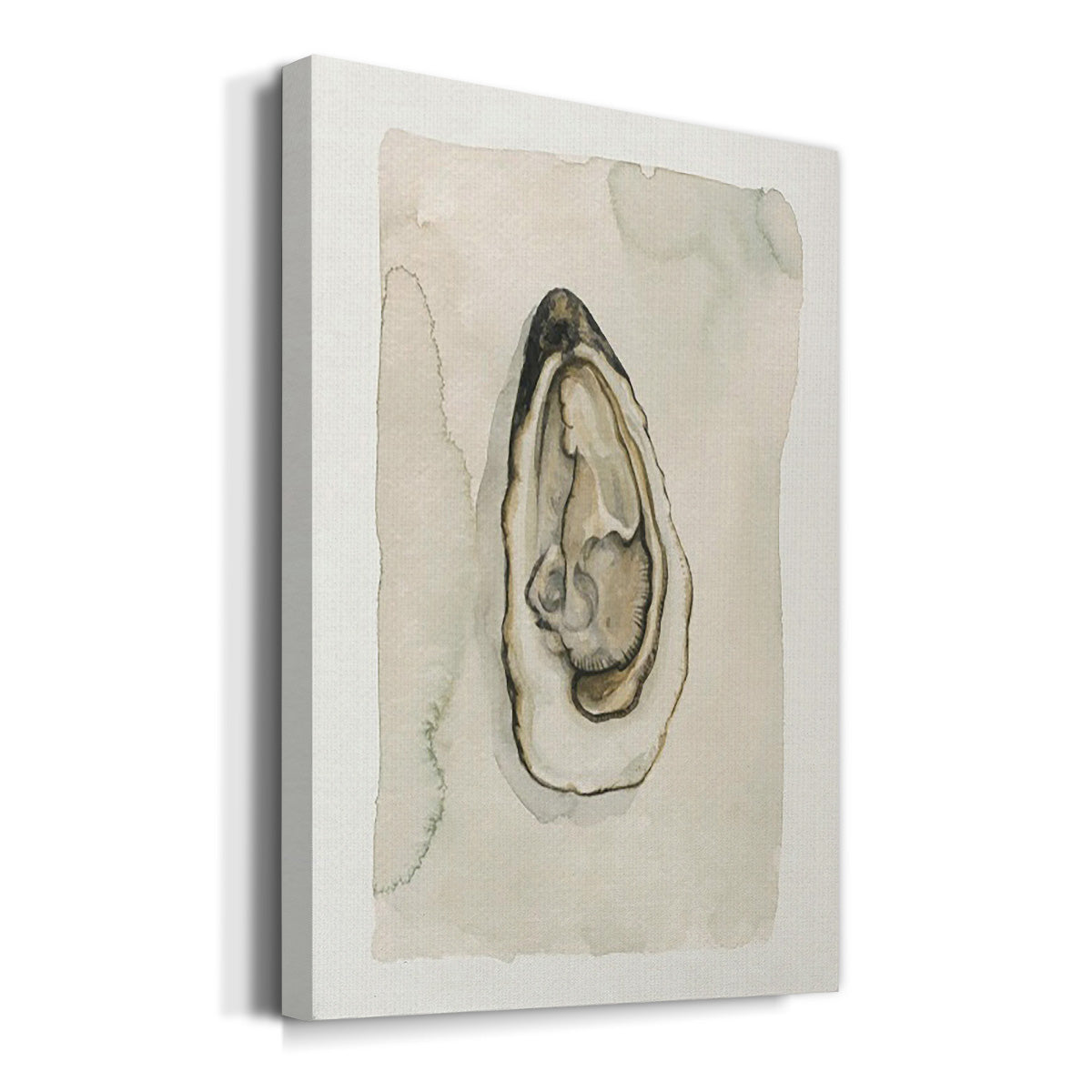 Soft Half Shell I Premium Gallery Wrapped Canvas - Ready to Hang