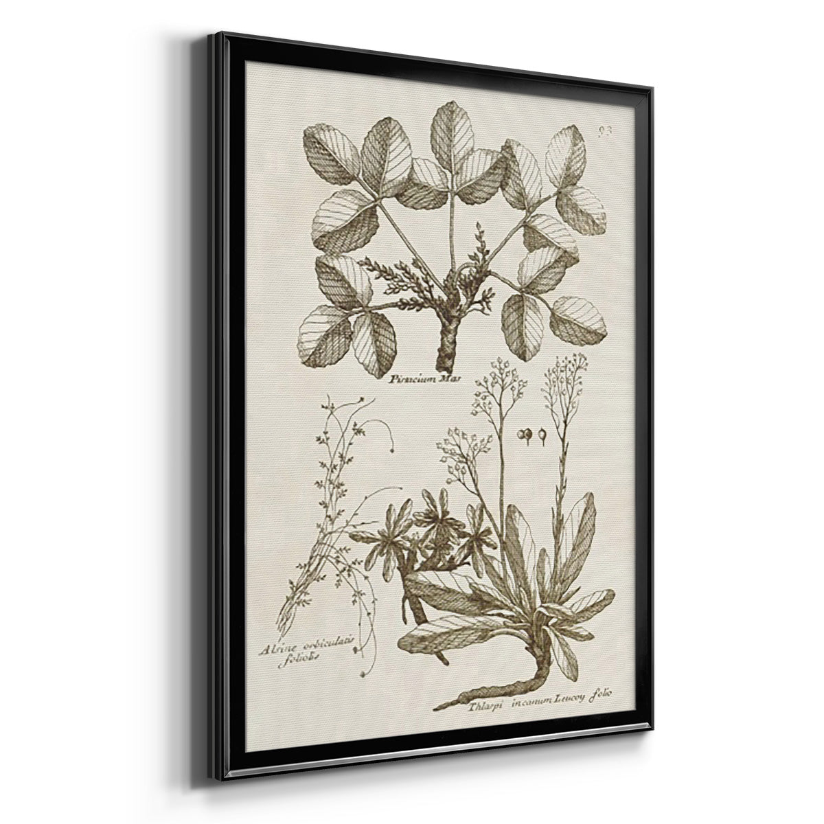 Sepia Botanical Journal VI - Modern Framed Canvas Print